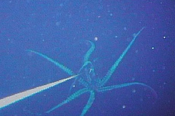 Зеркало для входа на сайт kraken